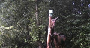 Piltuudis: karvavahetuse aeg