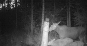 Viljandimaal võeti suund teadmistepõhisele jahinduse korraldamisele