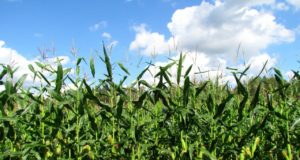 Sigade maiusest ja katkust