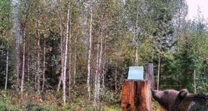 Piltuudis: karu uudistab soolakivi