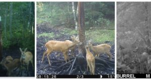 Piltuudis: kolme tallega metskitsed