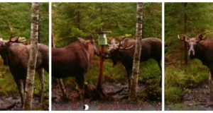 Piltuudis: põdradel on jooksuaeg