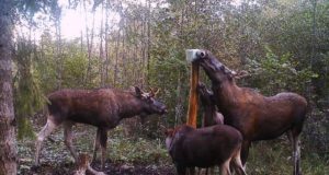 Põdra bioproovide kogumine käesoleval jahihooajal