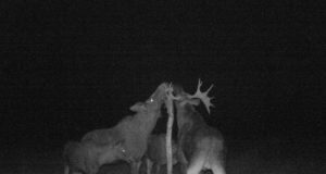 Piltuudis: asjalik põdrapere