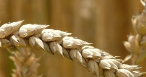 Teraviljakäitlejad saavad seakatku leviku riski vähendada