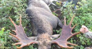 15. septembrist võib pidada varitsus-, hiilimis- või peibutusjahti põdrapullile!