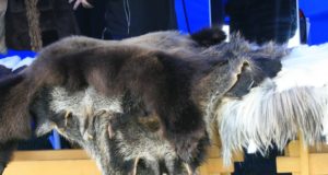 Toornahkade kokkuvedu