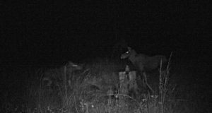 Piltuudis: hundid üritavad rünnata põdralehma ja vasikat