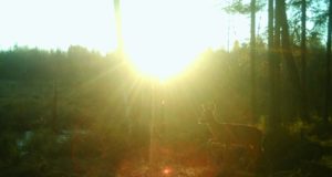 Piltuudis: säravam kui kuld