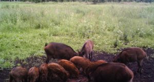 Maaomanikul ei ole õigus metsseajahti keelata