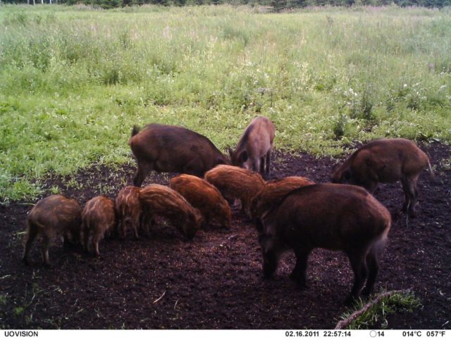 kalle-valjur-metssead