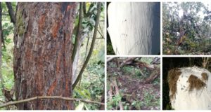 Piltuudis: kes käis laamendamas?