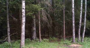 Piltuudis: suur pesakond kährikuid