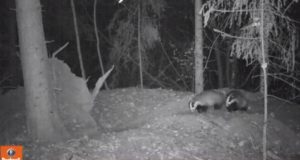 Video: liiva kühveldav mäger