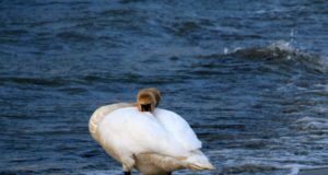 KeA: Veelindude inimesest sõltuvusse meelitamine teeb neile halba