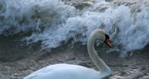 Surnud lindudest tuleb teavitada infoliini