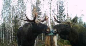 Piltuudis: Laekvere jahimaade pullid