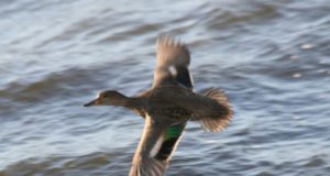 Kutsume üles linnujahil järgima Eesti jahinduse ja linnujahi hea tava ning seadusandlikke akte!