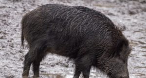 Kütitud on 8659 metssiga – pool kohustusest on täidetud (01.11 seisuga)