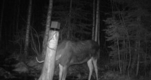 Piltuudis: hea nagi metsas