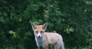 Marutaudi lepingu hetkeseis