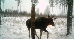 Ettevaatust, põder teel! Aga miks tal kaelarihm kaelas on?