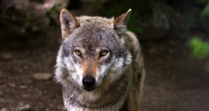 Huntide küttimine 2016 (28.11 seisuga)