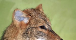 EJSi õppekogusse saabus šaakali topis