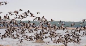 Veterinaar – ja Toiduamet on valmis lindude gripi puhanguks Eestis.