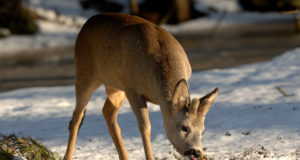 “Osoonis” uuriti aasta looma tegemisi lähemalt