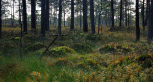 Eesti Erametsaliit: looduskaitsepiirangute õiglasema kompenseerimisega on riik astunud olulise sammu