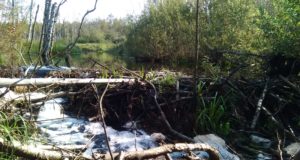 Loeng “Koprajahist koertega”