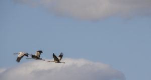Eesti sookurg talvitub Etioopias
