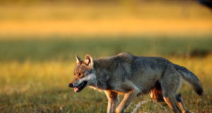 Hundihirmu tundma ei pea, ent ettevaatlik tasub olla