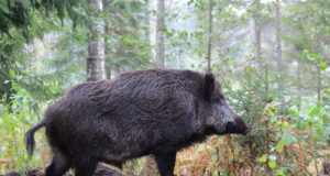 Saarlastel on metssigade küttimismahust 25% veel täitmata