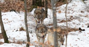 Jahimehed on täitnud üle poole hundi küttimise mahust