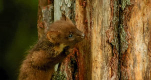 Nugis pääses tüdrukute abiga lõksust