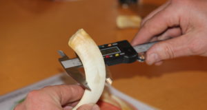 Veebruaris toimub jahitrofee vääristamise koolitus