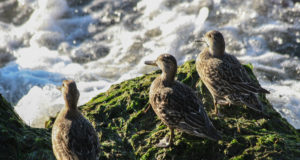 Euroopas leviv linnugripp hoiab ka eestlasi valvel