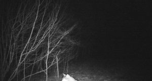 Huntide küttimisest seisuga 02.01.2017