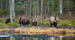 Kiskjad, nende loendus, küttimine ja andmete esitamine