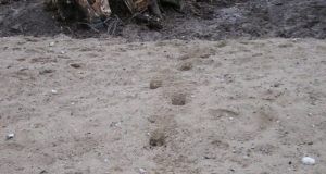 Ökodukti kasutavad peamiselt kassid ja rebased