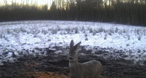 EJ 5/2017: Ulukite loendamine rajakaamerate abil