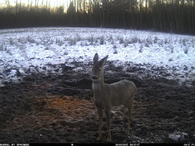 Metskits rajakaameras Viljandimaal