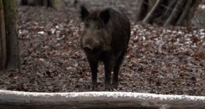 Taas leitud uusi sigade Aafrika katku piirkondi