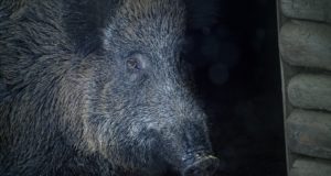 Euroopas taas uued katkujuhtumid, Bulgaarias kuulutati välja kriisiolukord