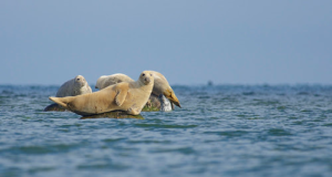 Hallhülge hooajal kütiti 9 isendit