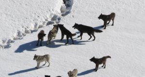 Saaremaale tahetakse veel hundijahiluba eraldada