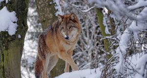 Hundi salaküttimine muutub kriminaalkuriteoks