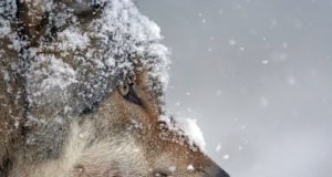 Värske lumi tõi Saarde hundisaagi